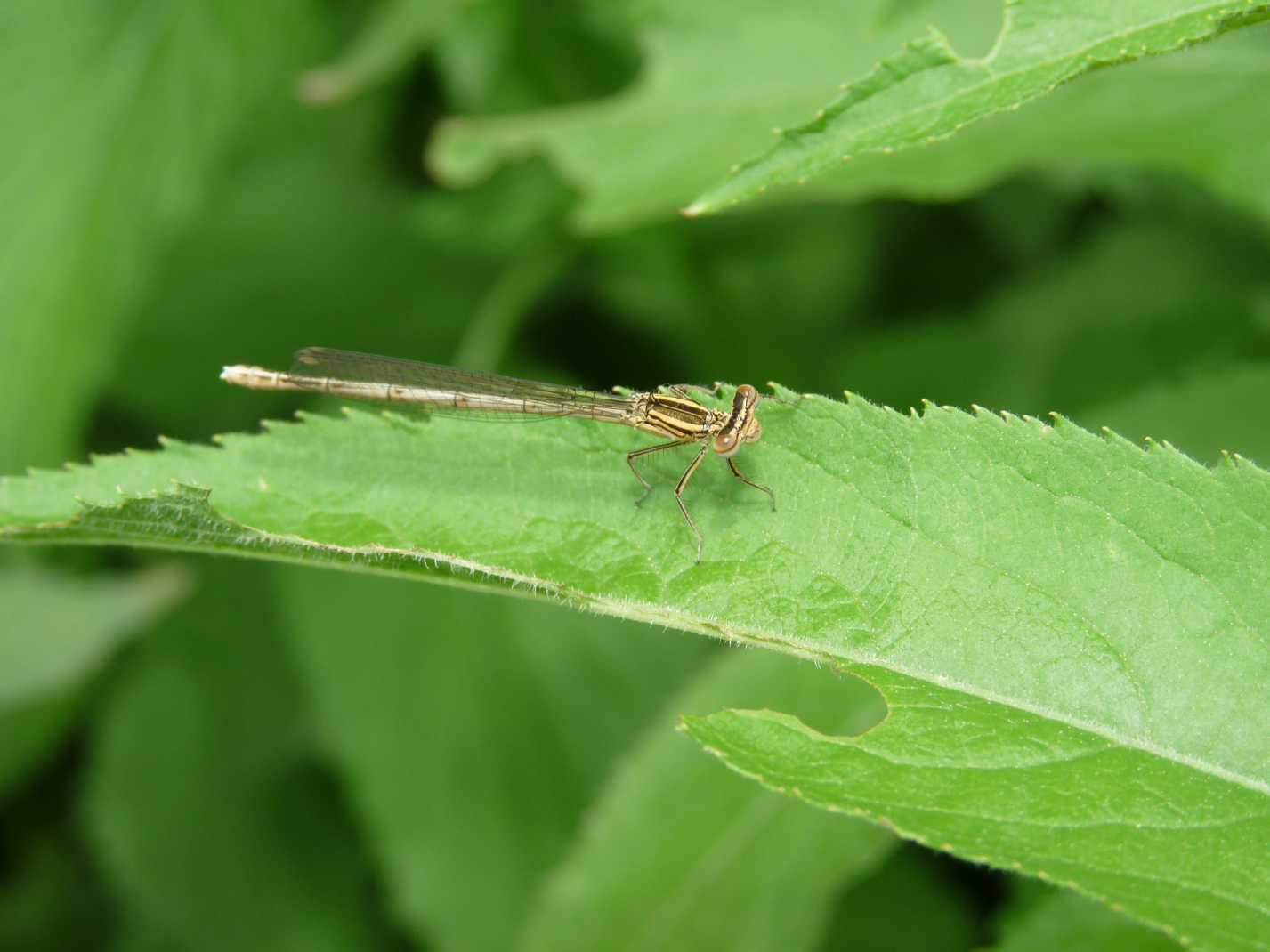 Da determinare - Platycnemis pennipes